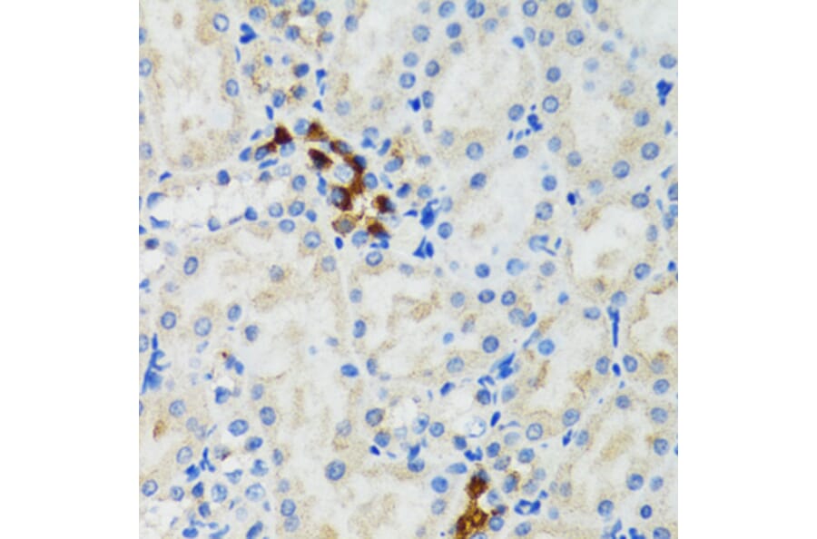 Immunohistochemistry - Anti-GABARAP Antibody (A88277) - Antibodies.com