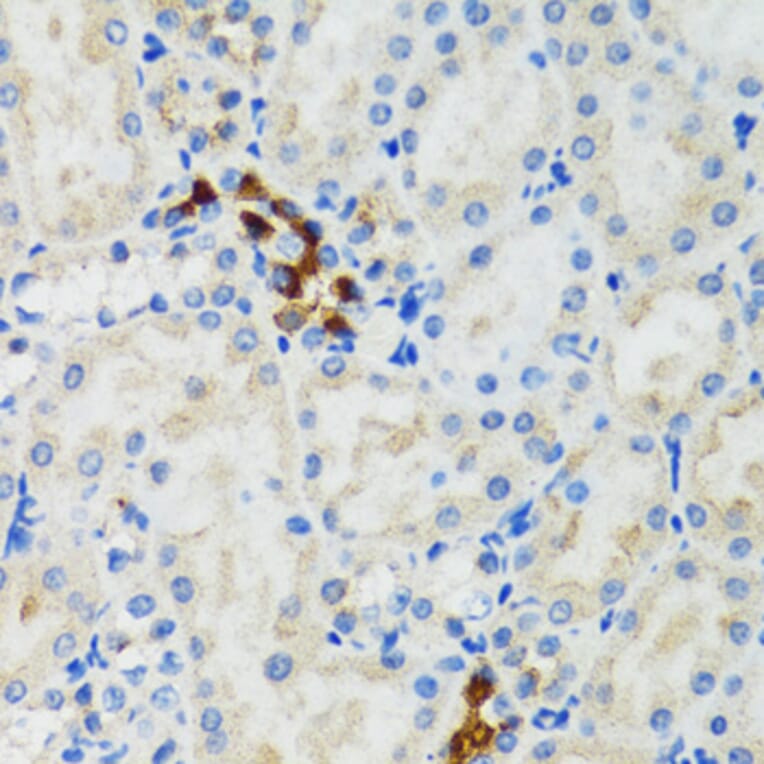 Immunohistochemistry - Anti-GABARAP Antibody (A88277) - Antibodies.com