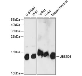 Western Blot - Anti-UBE2D3 Antibody (A88279) - Antibodies.com
