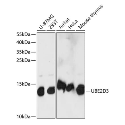 Western Blot - Anti-UBE2D3 Antibody (A88279) - Antibodies.com