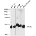 Western Blot - Anti-UBE2D3 Antibody (A88279) - Antibodies.com