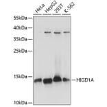 Western Blot - Anti-HIGD1A Antibody (A88280) - Antibodies.com
