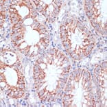 Immunohistochemistry - Anti-HIGD1A Antibody (A88280) - Antibodies.com
