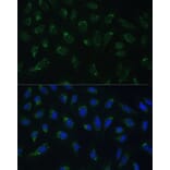 Immunofluorescence - Anti-HIGD1A Antibody (A88280) - Antibodies.com
