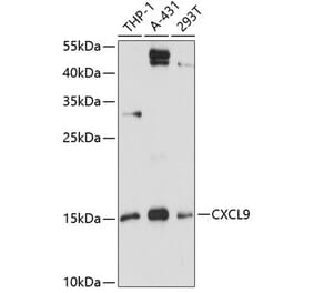 Western Blot - Anti-CXCL9 Antibody (A88281) - Antibodies.com