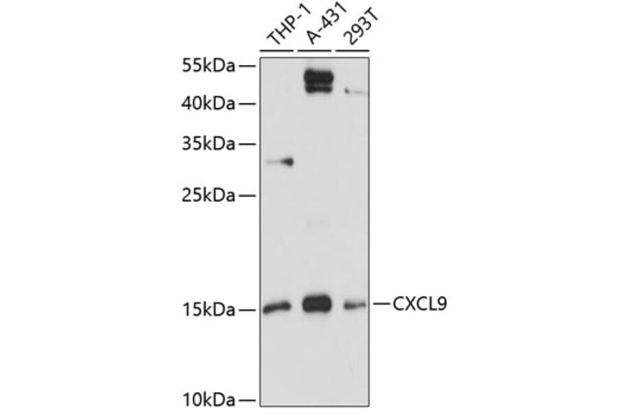 Western Blot - Anti-CXCL9 Antibody (A88281) - Antibodies.com