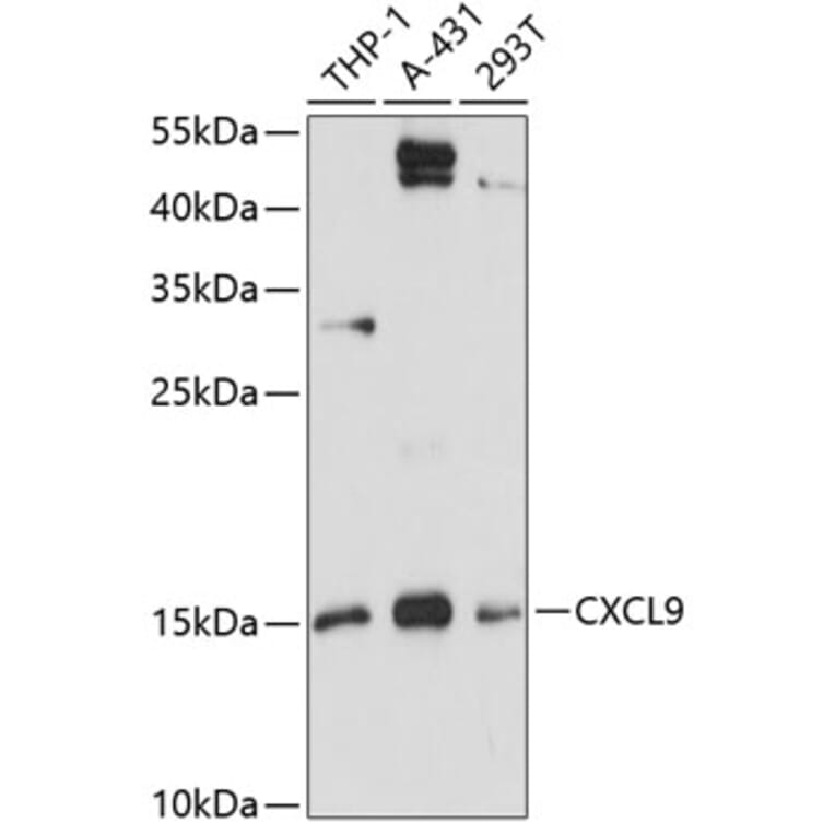 Western Blot - Anti-CXCL9 Antibody (A88281) - Antibodies.com