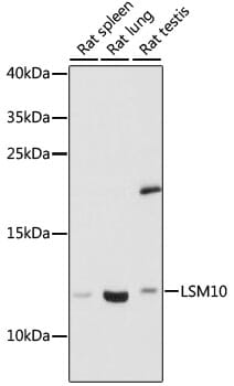 Western blot analysis of extracts of various cell lines, using Anti-LSM10 Antibody (A16586) at 1:1,000 dilution.
Secondary antibody: Goat Anti-Rabbit IgG (H+L) (HRP) (AS014) at 1:10,000 dilution.
Lysates / proteins: 25µg per lane.
Blocking buffer: 3% non-fat dry milk in TBST.
Detection: ECL Basic Kit (RM00020).
Exposure time: 30s.