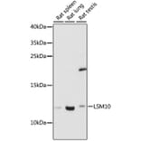 Western Blot - Anti-LSM10 Antibody (A88285) - Antibodies.com
