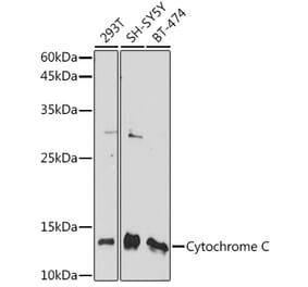 Western Blot - Anti-Cytochrome C Antibody (A88286) - Antibodies.com