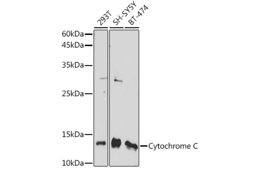 Western Blot - Anti-Cytochrome C Antibody (A88286) - Antibodies.com