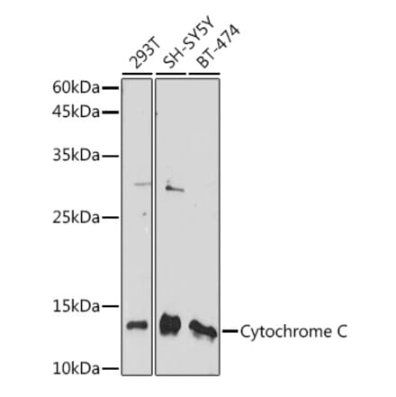 Western Blot - Anti-Cytochrome C Antibody (A88286) - Antibodies.com