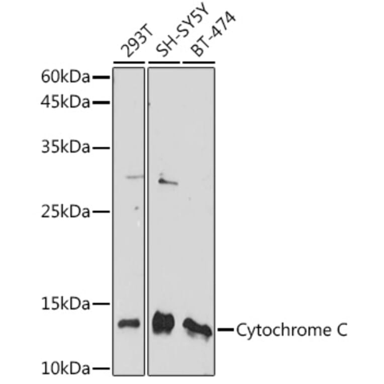 Western Blot - Anti-Cytochrome C Antibody (A88286) - Antibodies.com