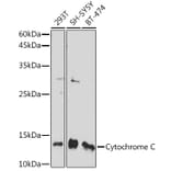 Western Blot - Anti-Cytochrome C Antibody (A88286) - Antibodies.com