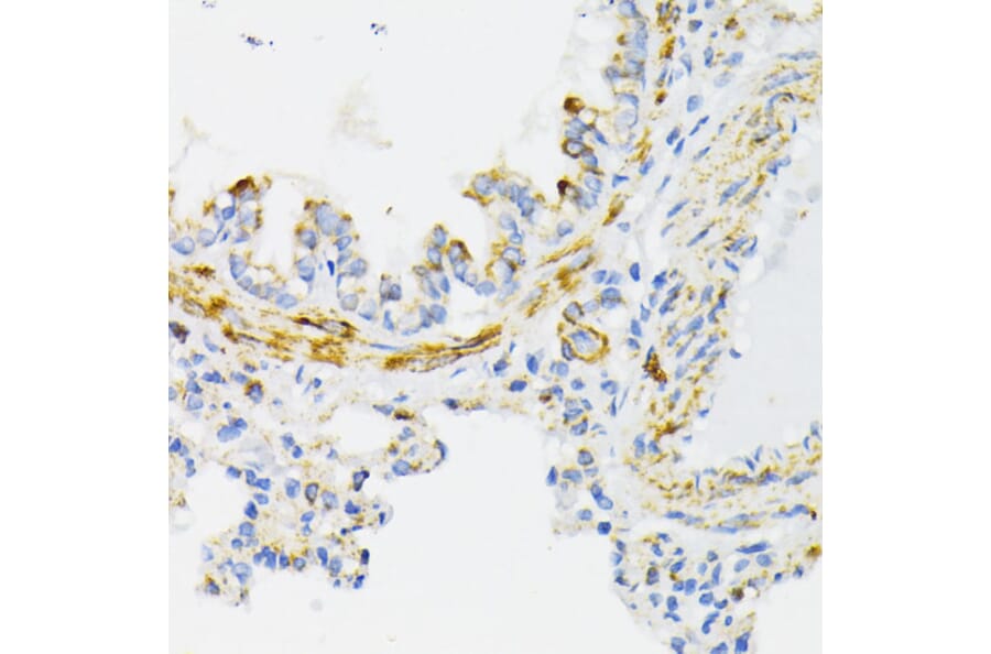 Immunohistochemistry - Anti-Cytochrome C Antibody (A88286) - Antibodies.com