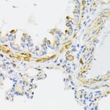Immunohistochemistry - Anti-Cytochrome C Antibody (A88286) - Antibodies.com