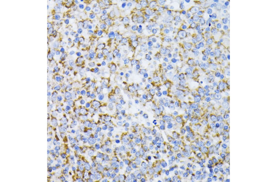 Immunohistochemistry - Anti-Cytochrome C Antibody (A88286) - Antibodies.com