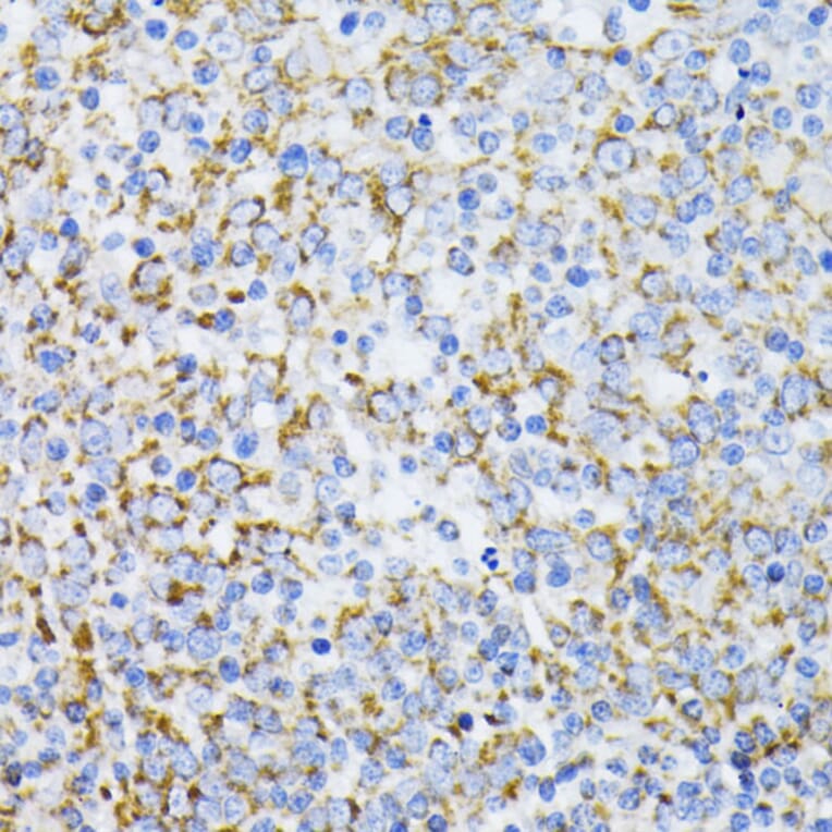 Immunohistochemistry - Anti-Cytochrome C Antibody (A88286) - Antibodies.com