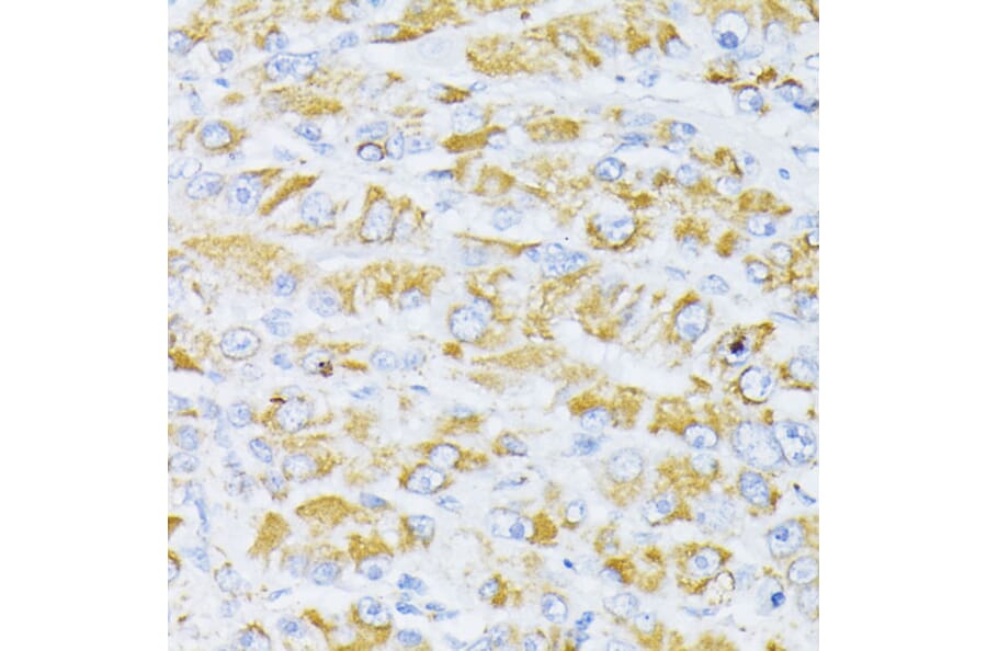 Immunohistochemistry - Anti-Cytochrome C Antibody (A88286) - Antibodies.com