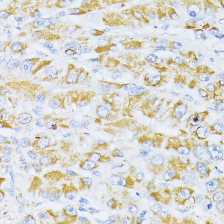 Immunohistochemistry - Anti-Cytochrome C Antibody (A88286) - Antibodies.com