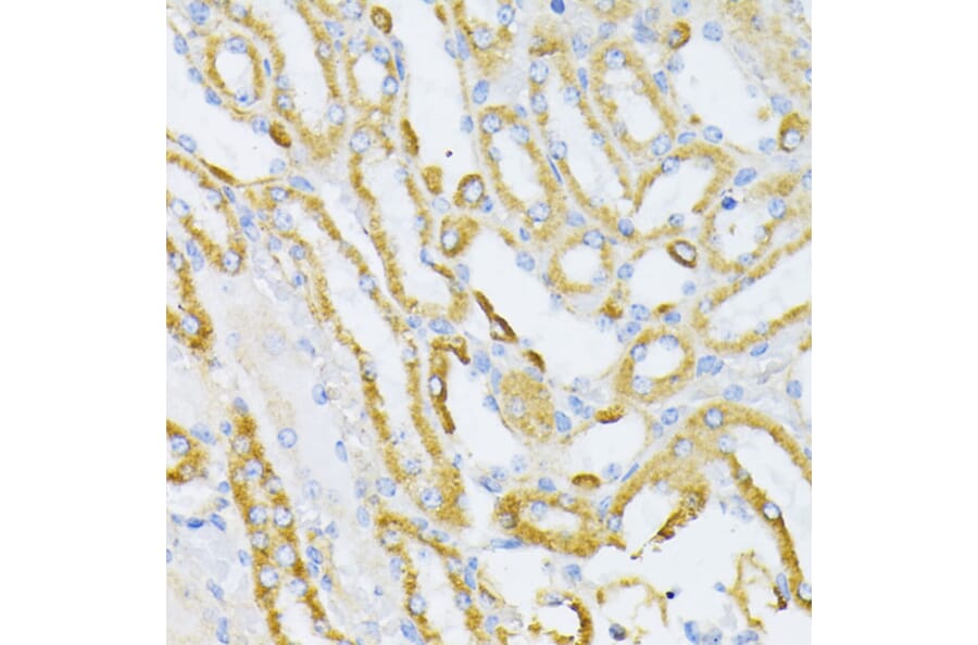 Immunohistochemistry - Anti-Cytochrome C Antibody (A88286) - Antibodies.com