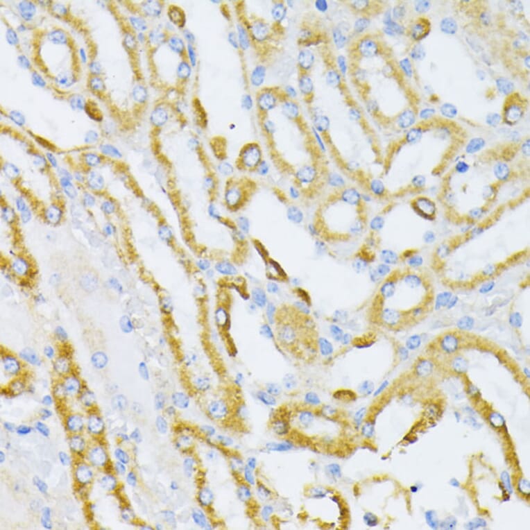Immunohistochemistry - Anti-Cytochrome C Antibody (A88286) - Antibodies.com