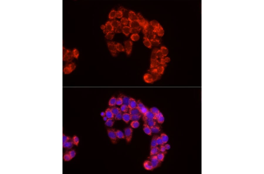 Immunofluorescence - Anti-Cytochrome C Antibody (A88286) - Antibodies.com