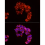 Immunofluorescence - Anti-Cytochrome C Antibody (A88286) - Antibodies.com