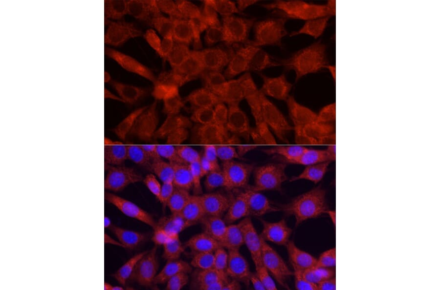 Immunofluorescence - Anti-Cytochrome C Antibody (A88286) - Antibodies.com