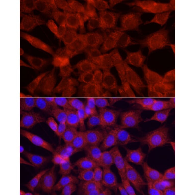 Immunofluorescence - Anti-Cytochrome C Antibody (A88286) - Antibodies.com