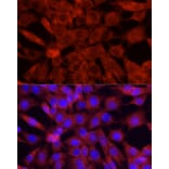 Immunofluorescence - Anti-Cytochrome C Antibody (A88286) - Antibodies.com