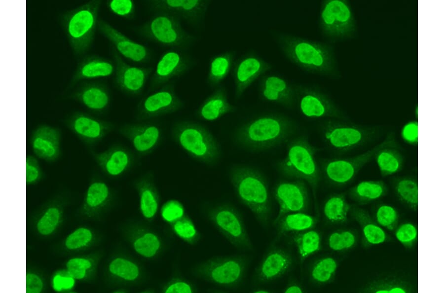 Immunofluorescence - Anti-RNA polymeraseII RPB11 Antibody (A88287) - Antibodies.com