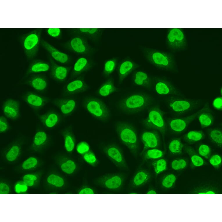 Immunofluorescence - Anti-RNA polymeraseII RPB11 Antibody (A88287) - Antibodies.com