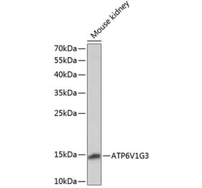 Western Blot - Anti-ATP6V1G3 Antibody (A88288) - Antibodies.com