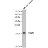 Western Blot - Anti-SSNA1 Antibody (A88290) - Antibodies.com