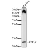Western Blot - Anti-LEC Antibody (A88291) - Antibodies.com