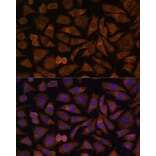 Immunofluorescence - Anti-RABIF Antibody (A88295) - Antibodies.com
