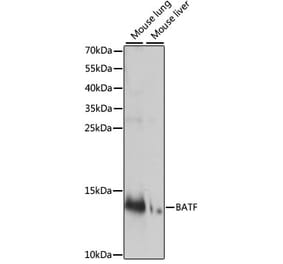 Western Blot - Anti-BATF Antibody (A88297) - Antibodies.com