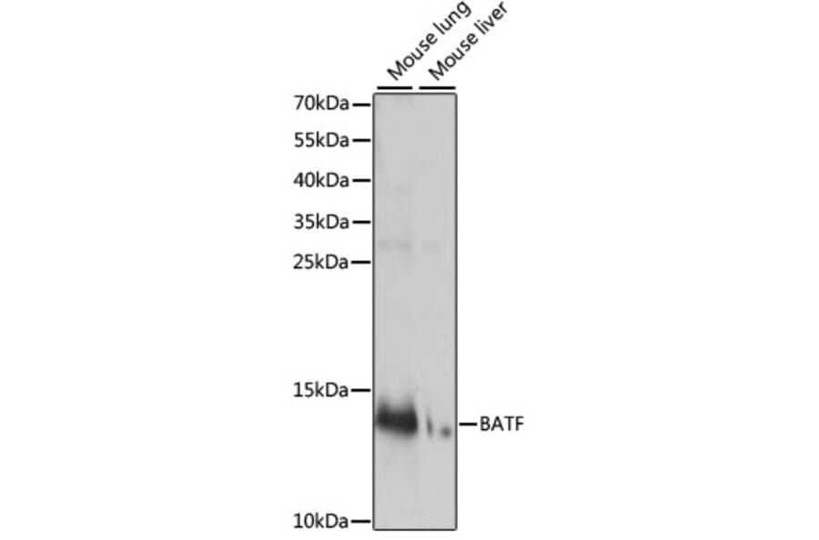 Western Blot - Anti-BATF Antibody (A88297) - Antibodies.com