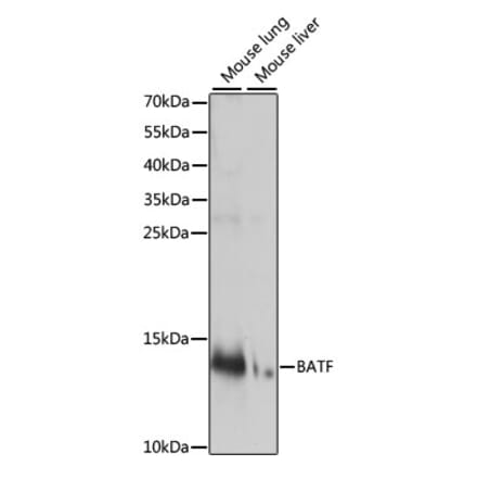 Western Blot - Anti-BATF Antibody (A88297) - Antibodies.com