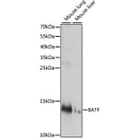 Western Blot - Anti-BATF Antibody (A88297) - Antibodies.com