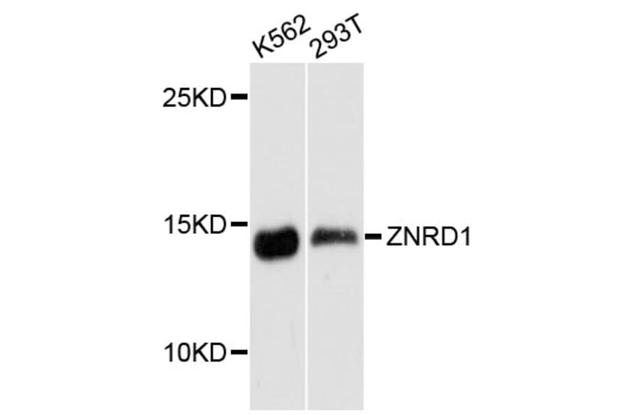 Western Blot - Anti-ZNRD1 Antibody (A13088) - Antibodies.com