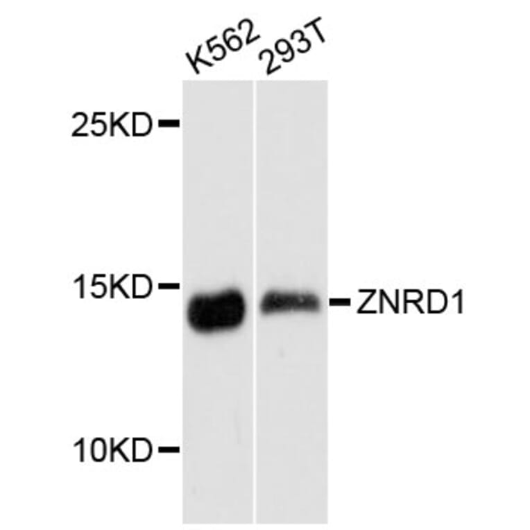 Western Blot - Anti-ZNRD1 Antibody (A13088) - Antibodies.com