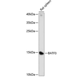 Western Blot - Anti-BATF3 Antibody (A88300) - Antibodies.com