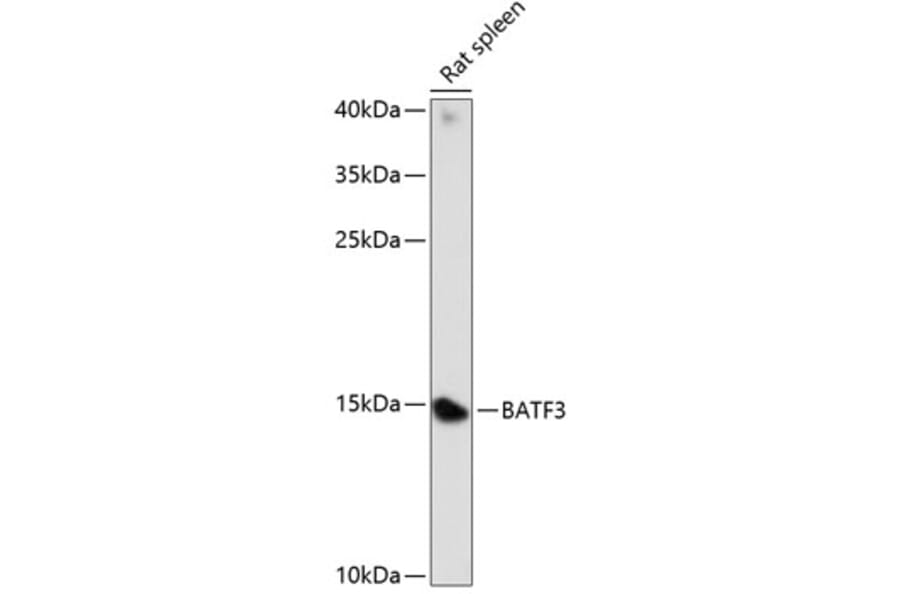 Western Blot - Anti-BATF3 Antibody (A88300) - Antibodies.com