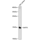 Western Blot - Anti-BATF3 Antibody (A88300) - Antibodies.com
