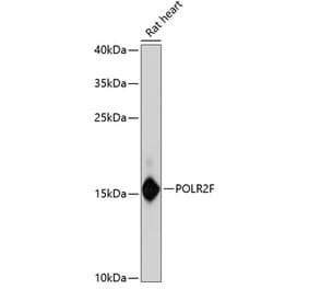 Western Blot - Anti-POLR2F Antibody (A88301) - Antibodies.com