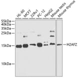 Western Blot - Anti-Histone H2A.Z Antibody (A88302) - Antibodies.com