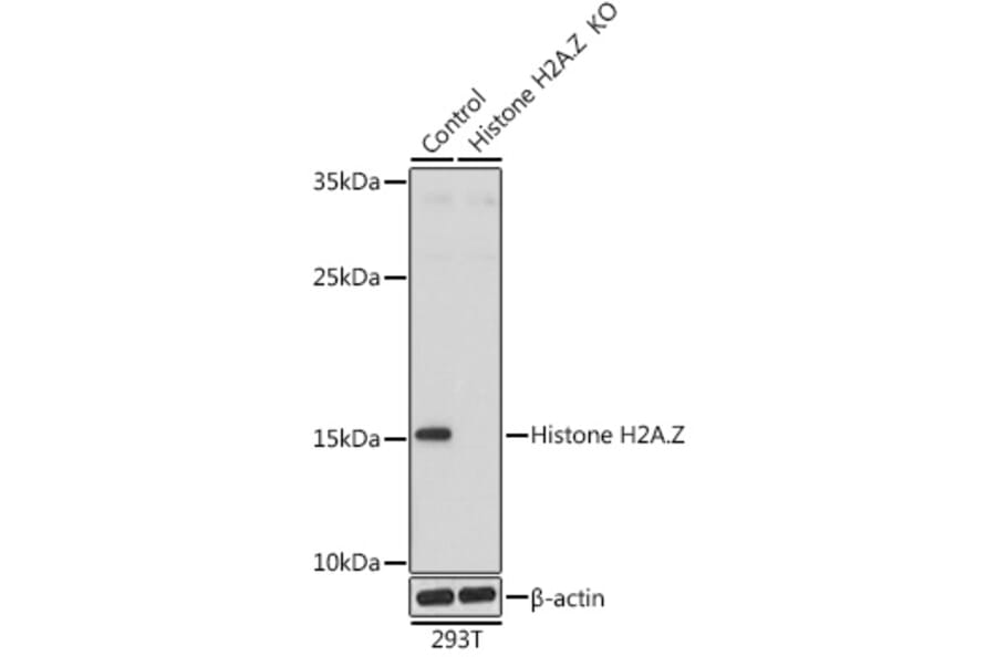 Western Blot - Anti-Histone H2A.Z Antibody (A88302) - Antibodies.com