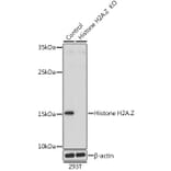 Western Blot - Anti-Histone H2A.Z Antibody (A88302) - Antibodies.com